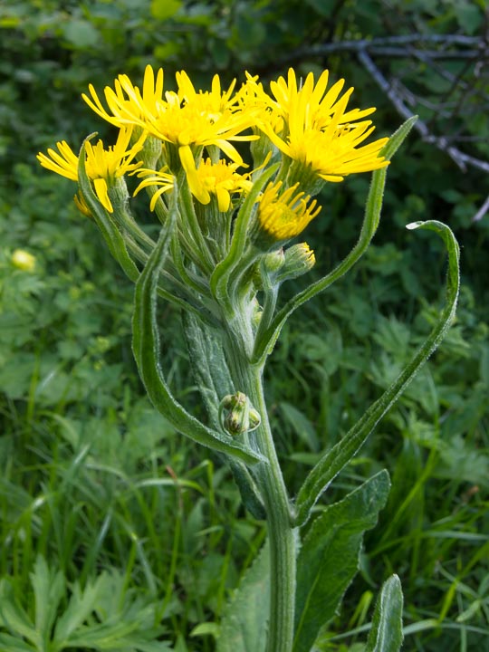 Tephroseris italica / Senecio italico